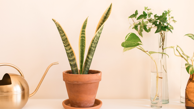 cay luoi ho co doc khong tac dung cua cay luoi ho co the ban chua biet 5CwZ