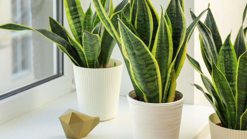 cay luoi ho co doc khong tac dung cua cay luoi ho co the ban chua biet C55J