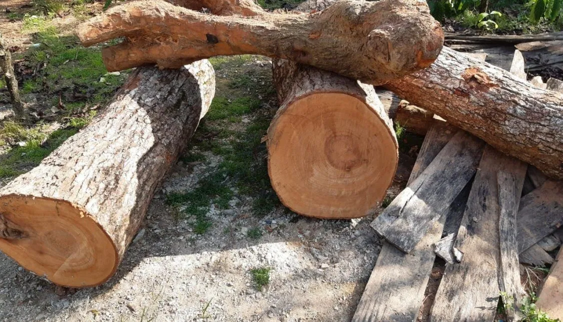 go xa xi la gi cong dung cua go xa xi trong trang tri noi that oDYt276P4