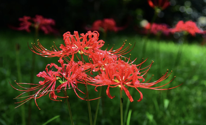 hoa bi ngan co doc khong cong dung cua hoa bi ngan trong cuoc song FYyo