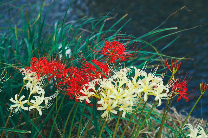 hoa bi ngan co doc khong cong dung cua hoa bi ngan trong cuoc song MByY