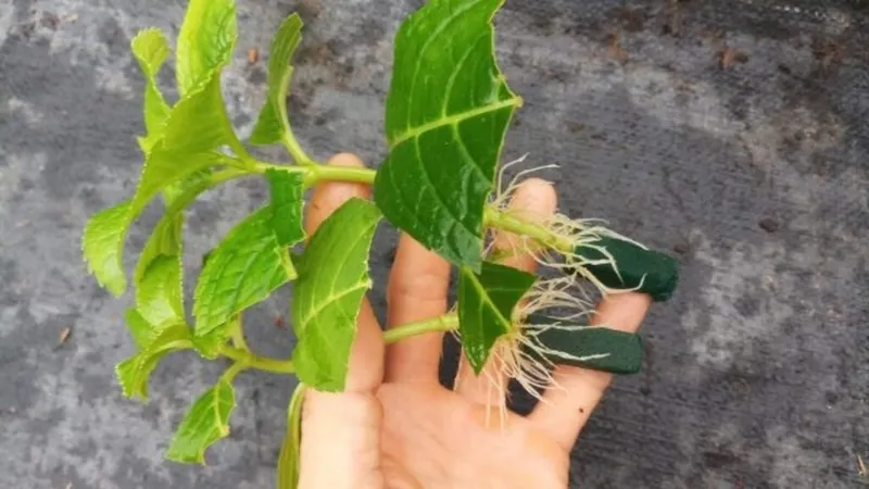 hoa cam tu cau co doc khong lieu loai hoa nay co loi ich nao cho suc khoe JYCKCl1cD