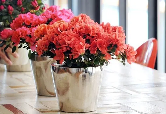 hoa do quyen co doc khong tai sao lai duoc dung de tri benh ETYgivUYl