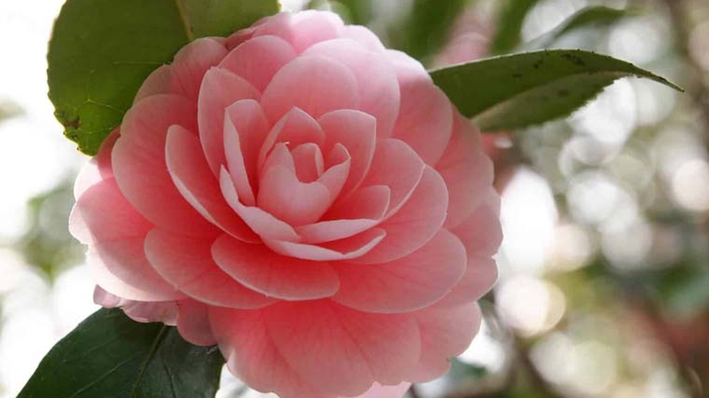 hoa tra co tac dung gi tim hieu ve dac diem va cong dung cua hoa tra WYYh