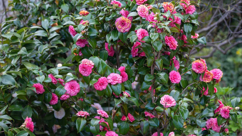 hoa tra co tac dung gi tim hieu ve dac diem va cong dung cua hoa tra gacD