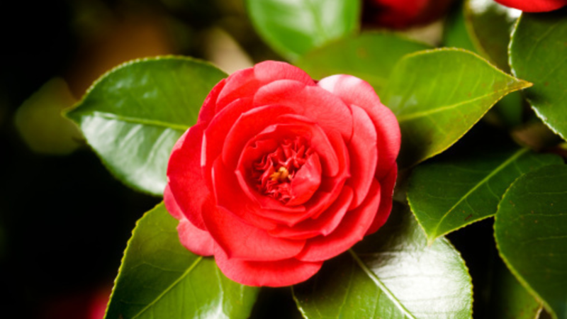 hoa tra co tac dung gi tim hieu ve dac diem va cong dung cua hoa tra kzEV