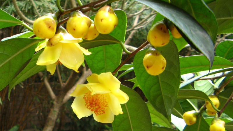 hoa tra co tac dung gi tim hieu ve dac diem va cong dung cua hoa tra maWu