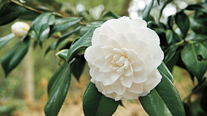 hoa tra co tac dung gi tim hieu ve dac diem va cong dung cua hoa tra nKWX