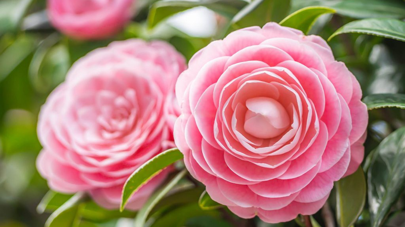 hoa tra co tac dung gi tim hieu ve dac diem va cong dung cua hoa tra tdmX