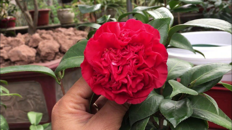 hoa tra co tac dung gi tim hieu ve dac diem va cong dung cua hoa tra