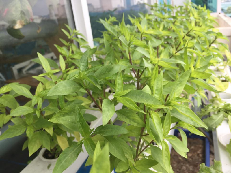 huong dan cach lam nuoc hung que uong nuoc hung que co tac dung gi 7IAv