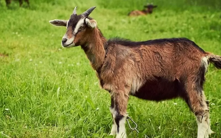 luan giai tu vi tron doi nam nu mang tuoi ky mui sinh nam 1979 flZe