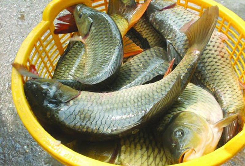 nen an ca nuoc ngot hay ca nuoc man loai ca nao tot cho suc khoe hon n8GL