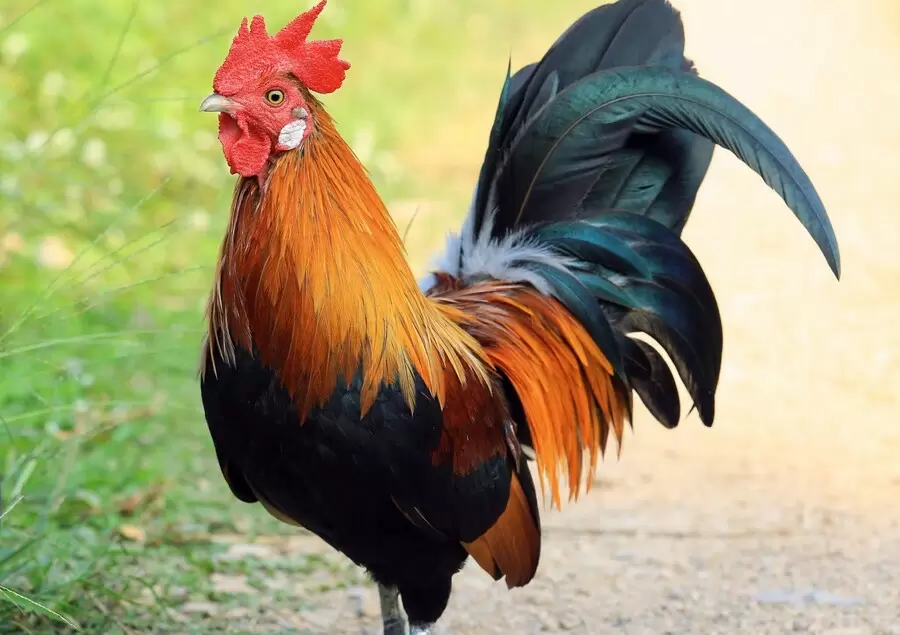 nguoi co tuoi tan dau nam 1981 thuoc menh gi hop mau gi tuoi con gi mFKi