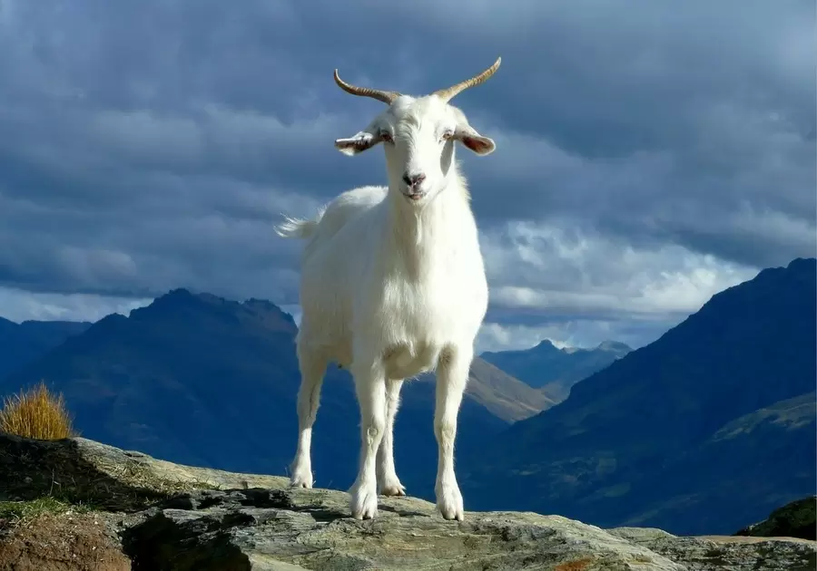 nguoi tuoi ky mui sinh nam 1979 thuoc menh gi hop mau gi tuoi con gi ddkD