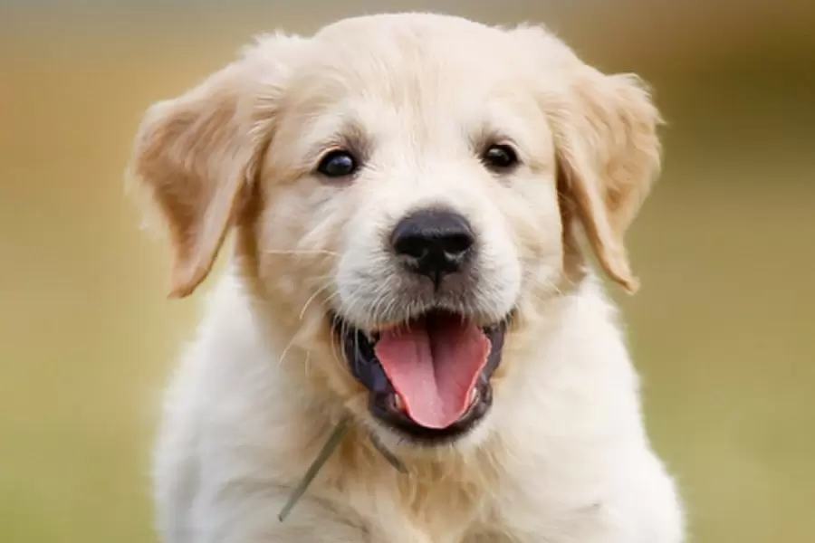 nguoi tuoi nham tuat nam 1982 thuoc menh gi hop mau gi tuoi con gi j8Qb