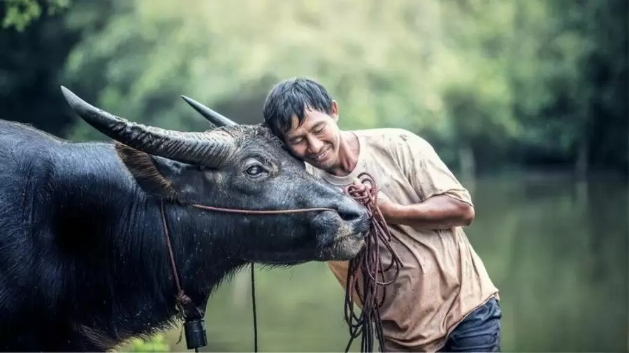 nguoi tuoi quy suu sinh nam 1973 thuoc menh gi cung gi tuoi con gi z9u2