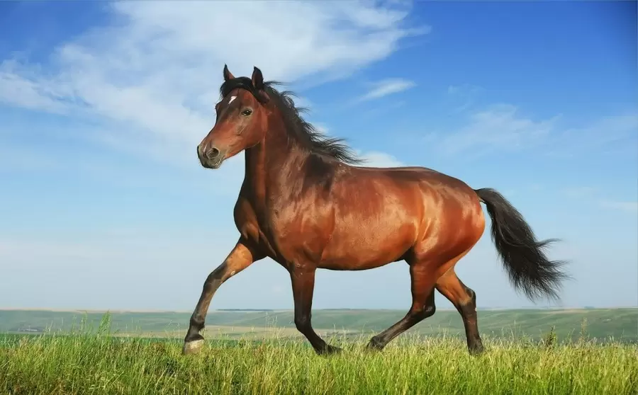 nhung nguoi tuoi canh ngo nam 1990 thuoc menh gi cung gi tuoi con gi R6RO