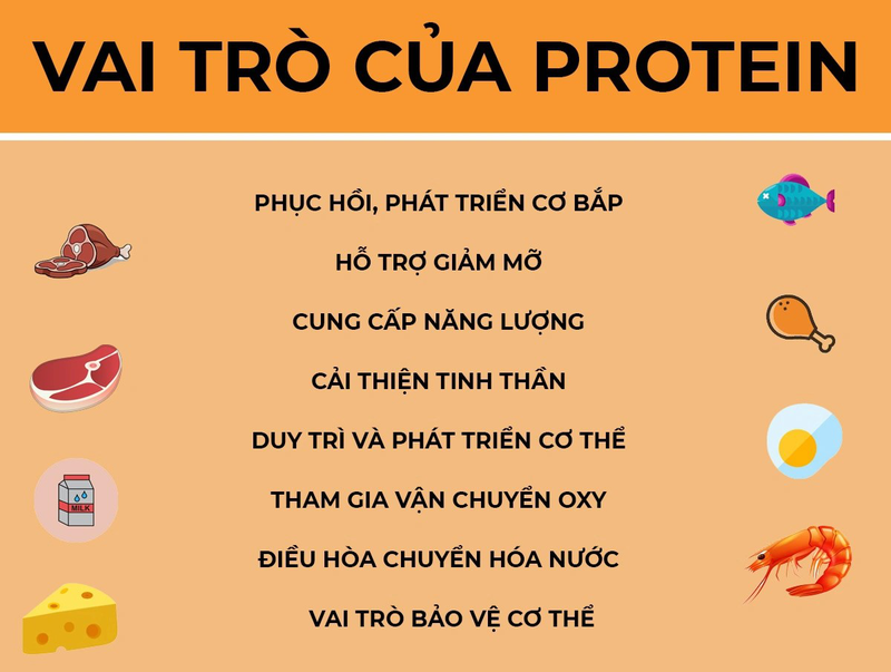 protein la gi qua trinh chuyen hoa protein dien ra nhu the nao ZCLF