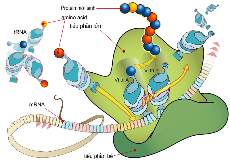 protein la gi qua trinh chuyen hoa protein dien ra nhu the nao or2D