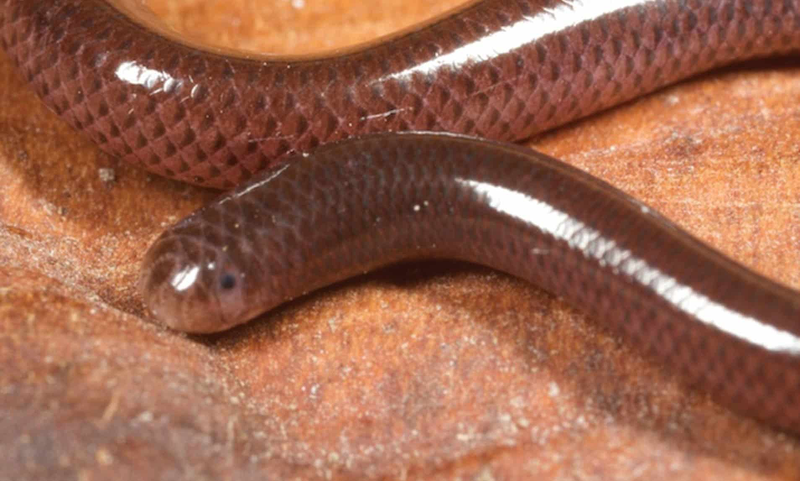 ran giun co doc khong huong dan so cuu dung cach khi bi ran giun can IBUJ