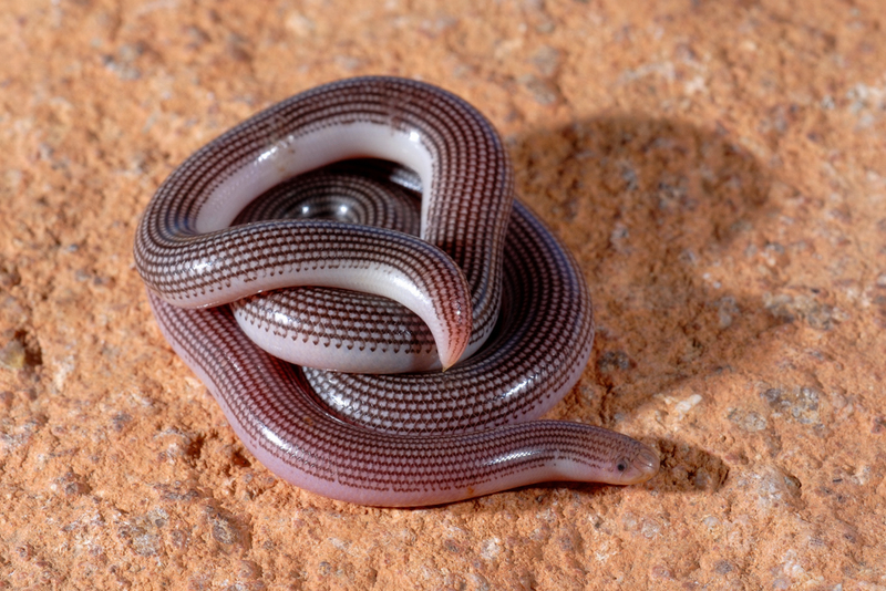 ran giun co doc khong huong dan so cuu dung cach khi bi ran giun can tEIk