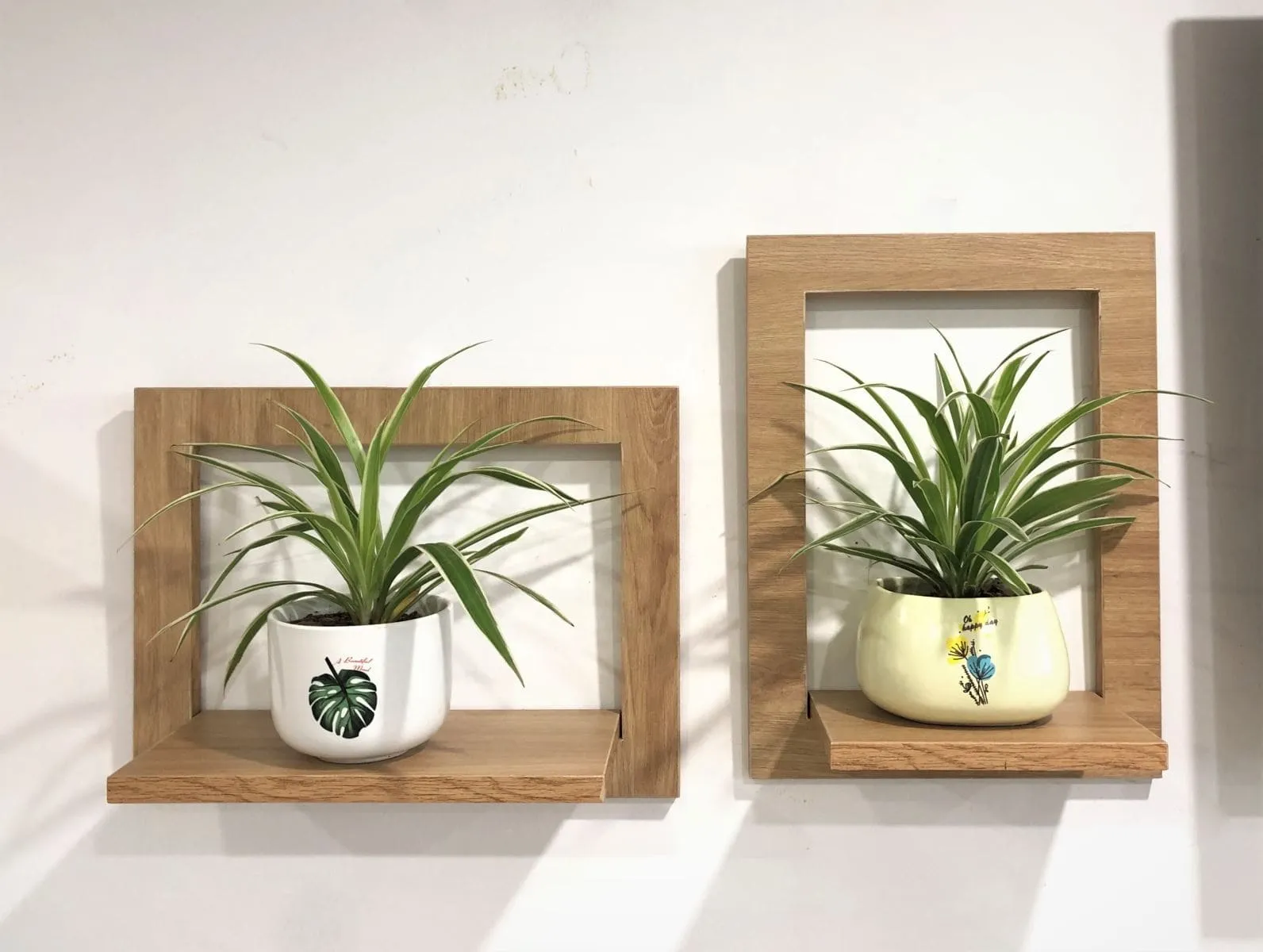 top 10 loai cay dat phong bep giup khu mui va duoi con trung tot nhat 24r5aspUp