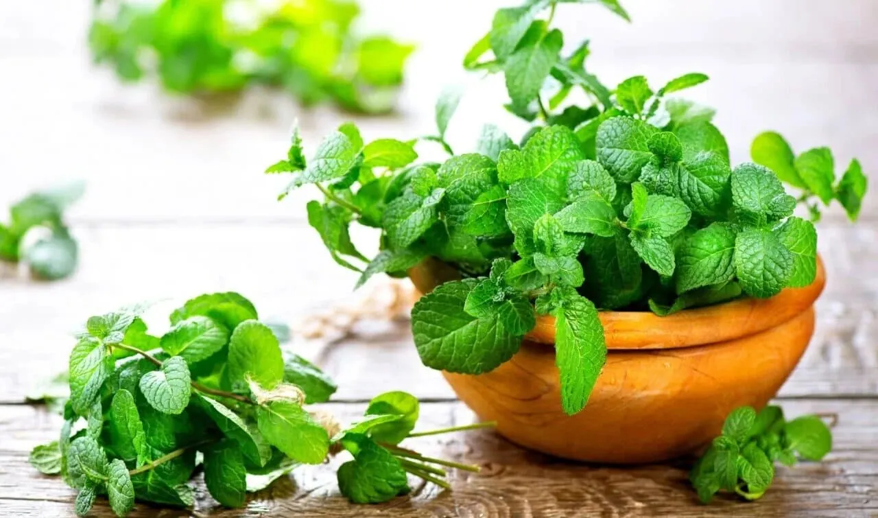 top 10 loai cay dat phong bep giup khu mui va duoi con trung tot nhat