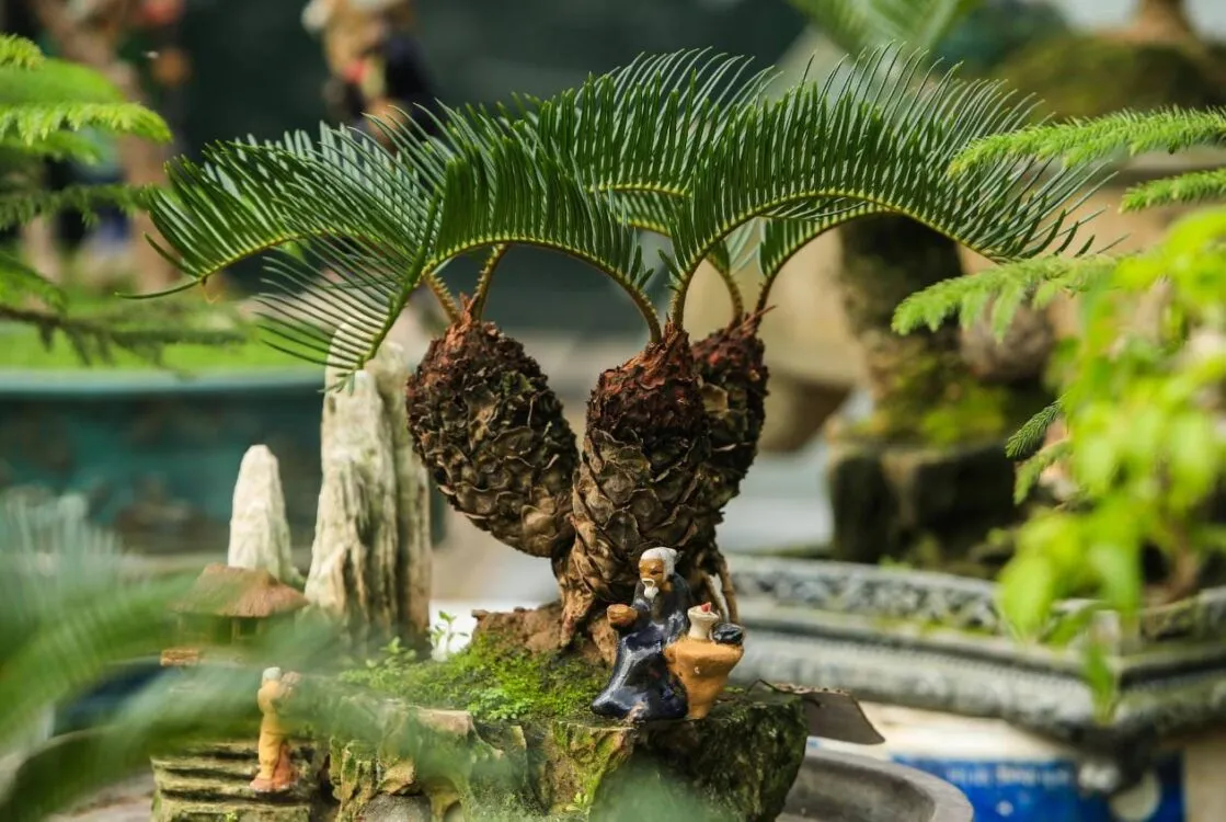 top 10 loai cay ua sang thu hut them tai loc may man trong nha KJnaBEEw8