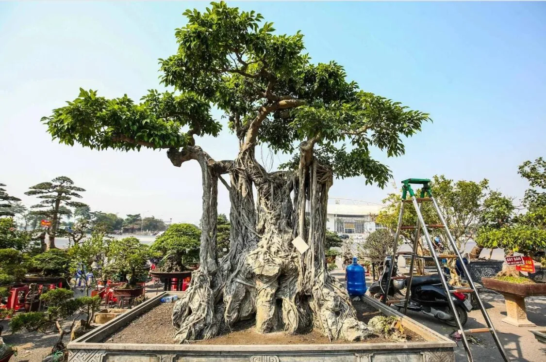 top 10 loai cay ua sang thu hut them tai loc may man trong nha cwMJrGwIB