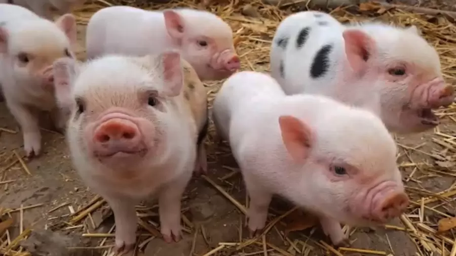 tu a den z ve tuoi hoi tinh cach su nghiep tai van va so menh u1yJ