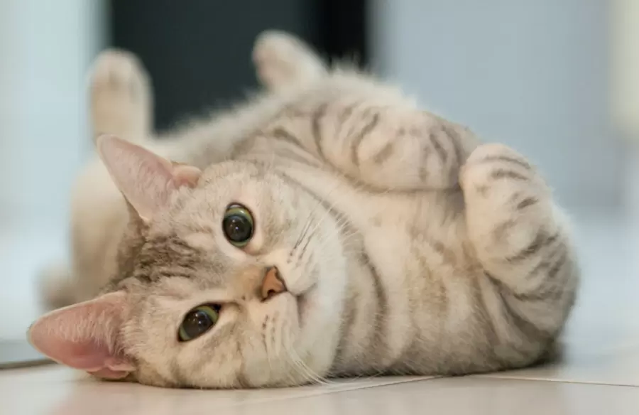 tuoi dinh mao nam 1987 thuoc menh gi cung gi tuoi con gi r7E1