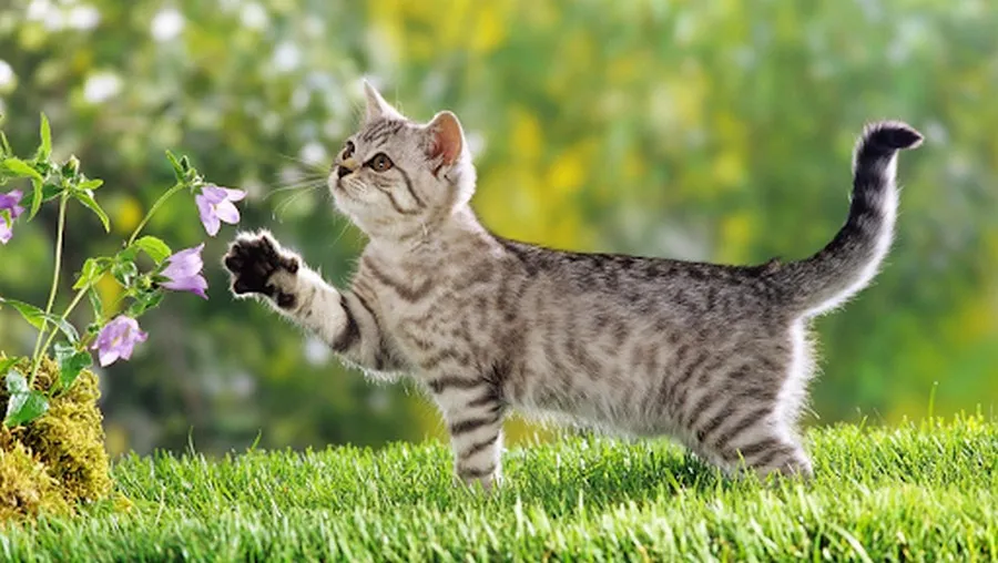 tuoi mao giai ma tu vi tu a z ve tinh cach su nghiep tai van va so menh sOVv1uRtK