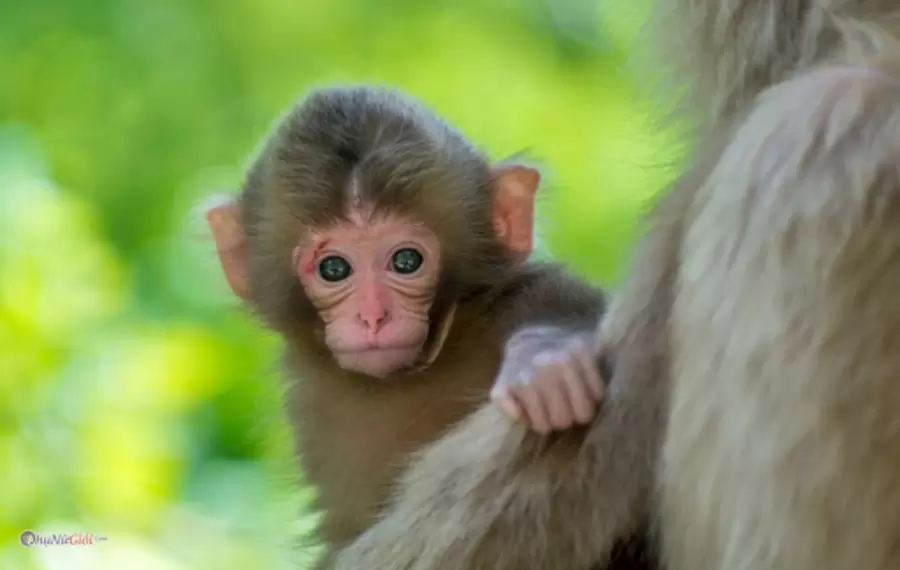 tuoi than tu a den z ve tinh cach su nghiep tai van va so menh Ze95