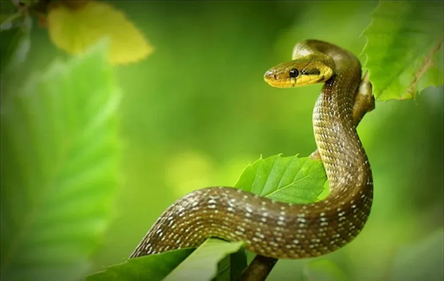 tuoi ty tim hieu tat tan tat ve tu vi so menh tuoi ty tu a z UWpLYekFS