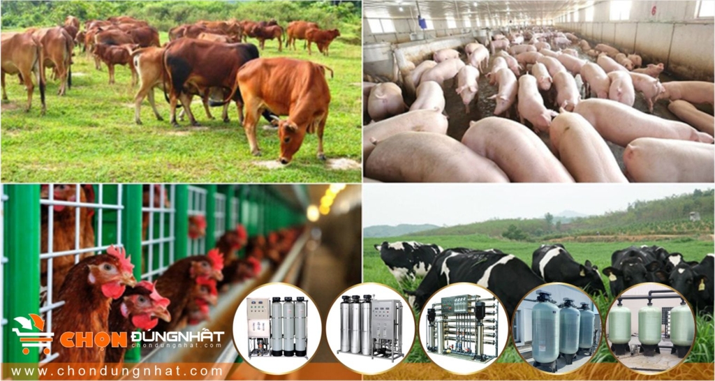 Cách chọn Hệ thống lọc nước công nghiệp trong ngành Chăn nuôi