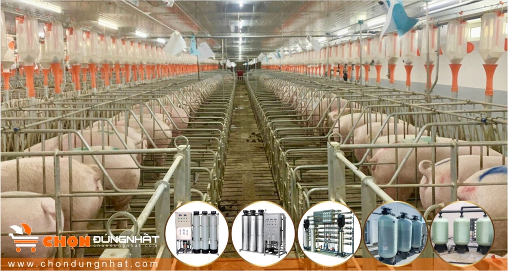 Trang trại chăn nuôi lắp đặt Máy lọc nước công nghiệp có lợi ích gì?
