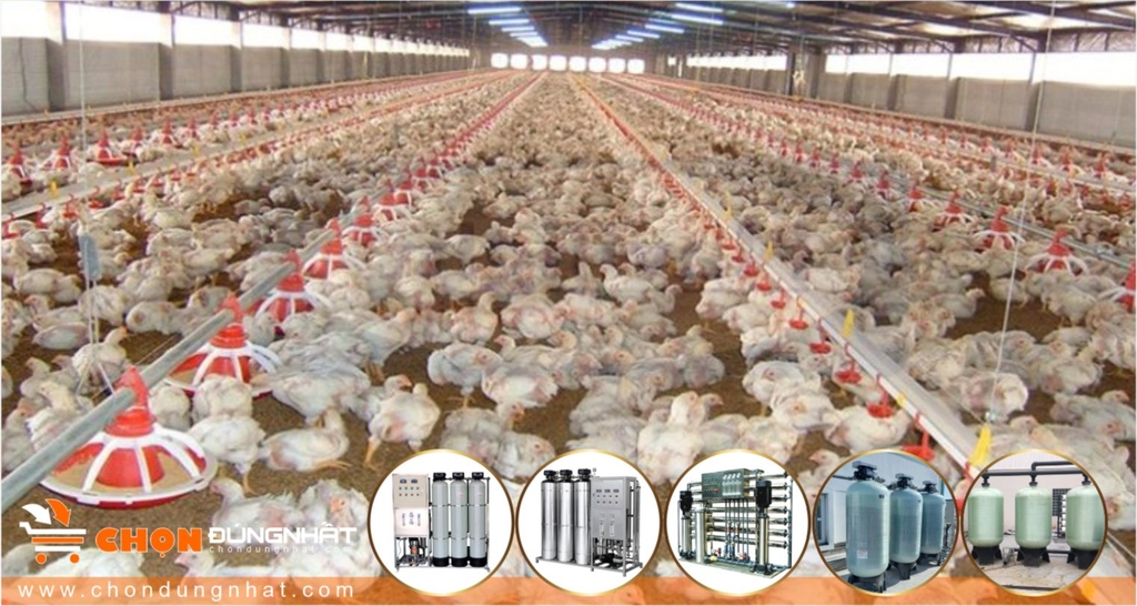 Hệ thống lọc nước công nghiệp, lọc nước giếng khoan trong Chăn nuôi