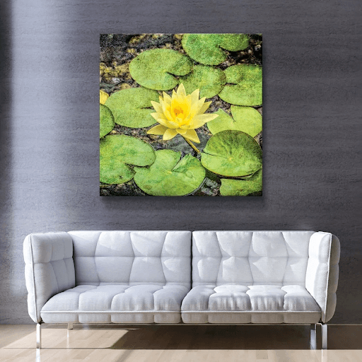  Tranh hoa sen vàng độc đáo đem lại tài lộc cho người mệnh Thủy