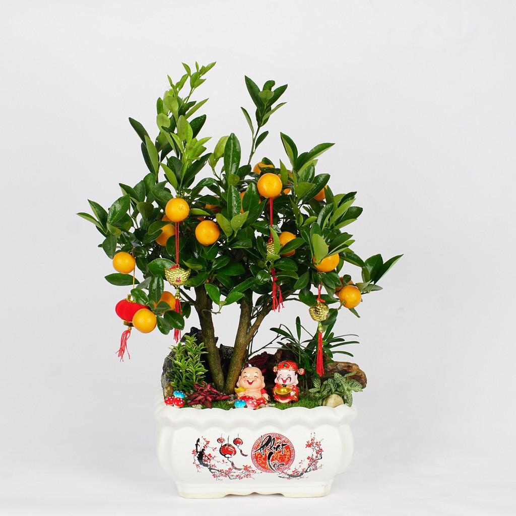 cây quất trong phòng ngủ