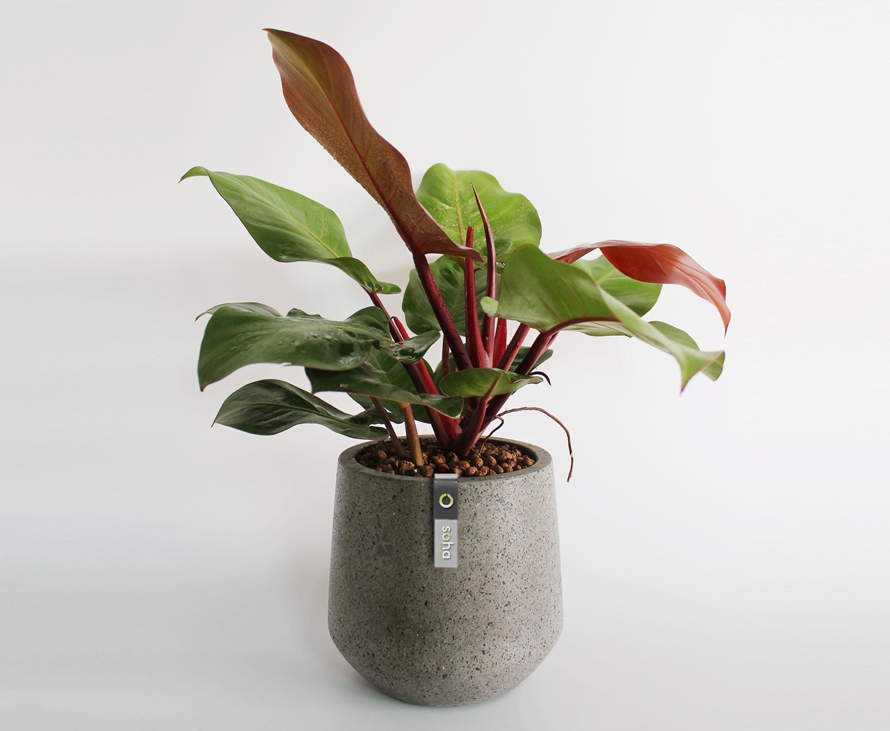 cây trầu bà đế vương