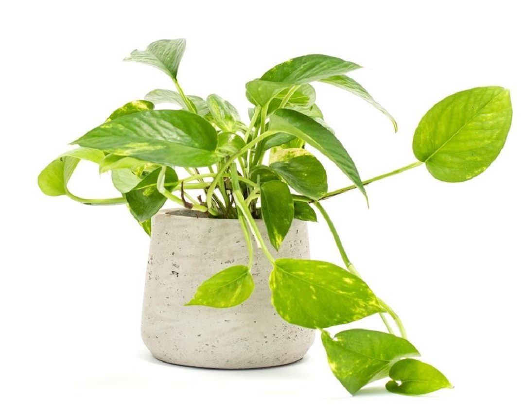 cây trầu bà trong phòng ngủ