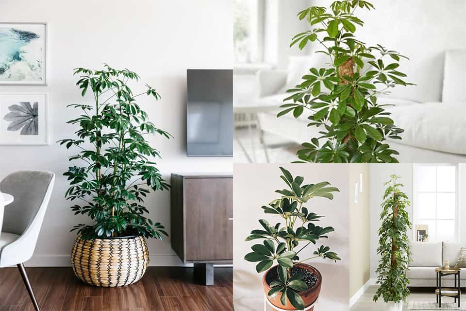 cây trong phòng ngủ