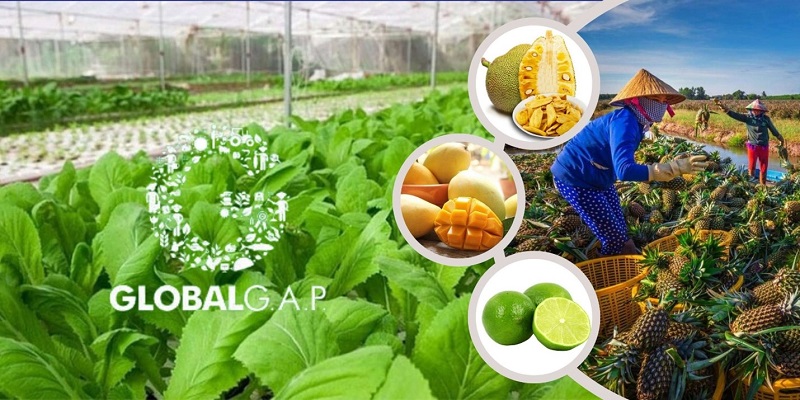 lợi ích globalgap