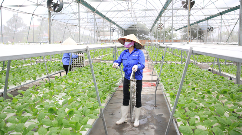 Nông nghiệp sạch giúp tránh sử dụng thuốc trừ sâu và phân bón hỗn hợp