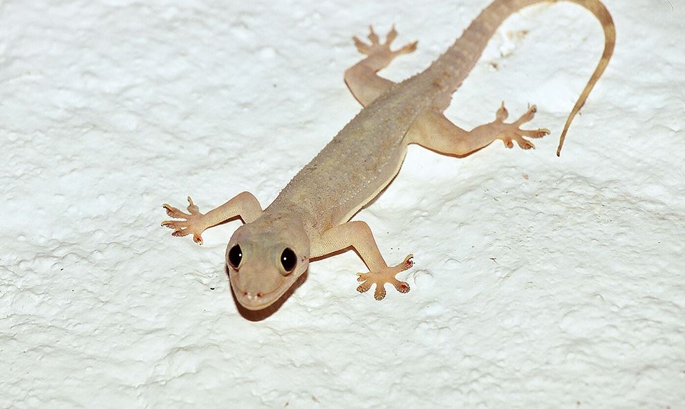 mơ thấy thằn lằn