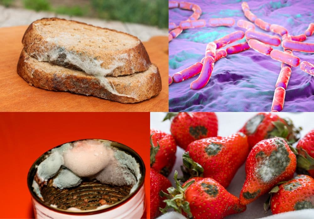 bien-phap-quan-ly-sinh-vat-gay-hai-dam-bao-attp