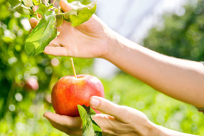 Yêu cầu sản xuất trái cây theo tiêu chuẩn hữu cơ
