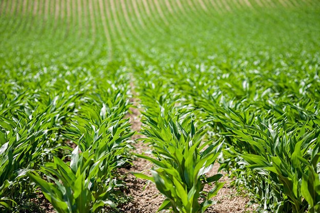 thuc hanh nong nghiep tot