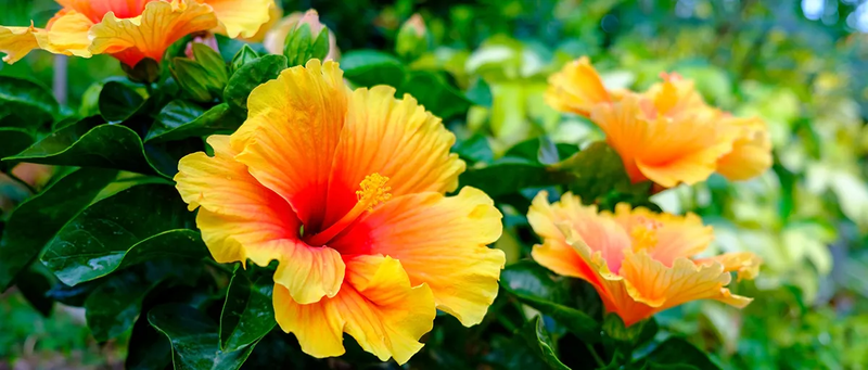 hoa co an duoc khong nhung loai hoa an duoc tot cho co the 97jz